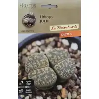 Литопс  (Lithops julii) – Живи камъни