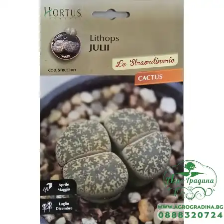 Литопс  (Lithops julii) – Живи камъни