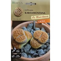 Литопс (Lithops karasmontana) – Живи камъни