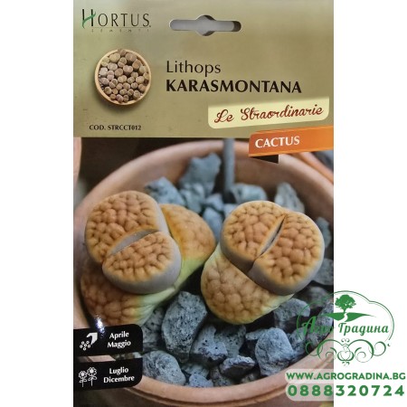 Литопс (Lithops karasmontana) – Живи камъни