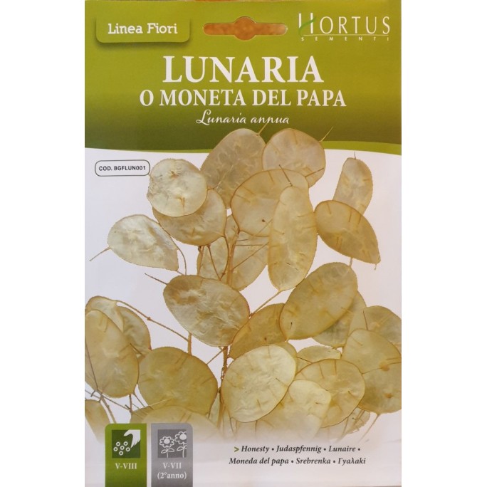 Лунария Монета на Папата / Lunaria annua