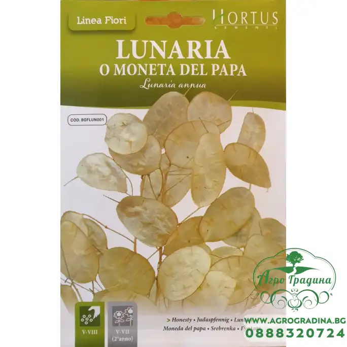 Лунария Lunaria annua