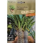 Мадагаскарска палма (Pachypodium lamerei)