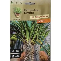 Мадагаскарска палма (Pachypodium lamerei)