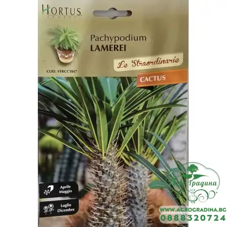 Мадагаскарска палма (Pachypodium lamerei)