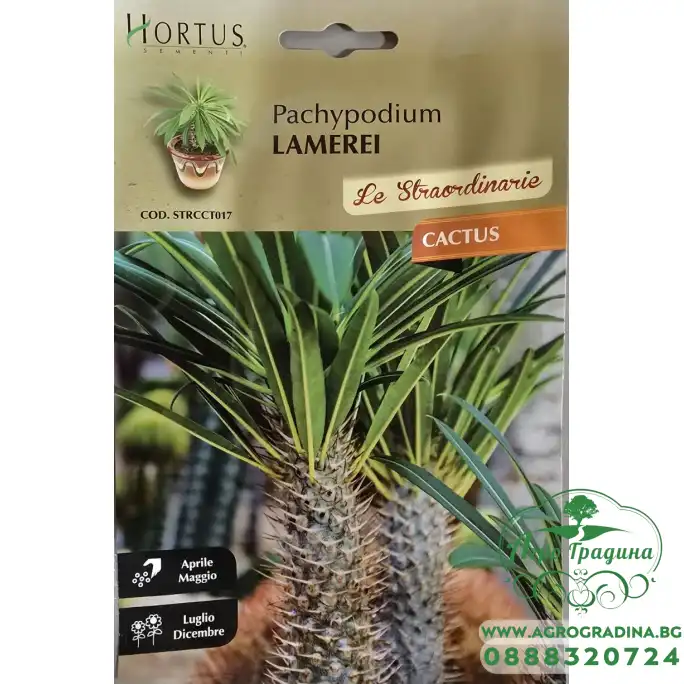 Мадагаскарска палма (Pachypodium lamerei)
