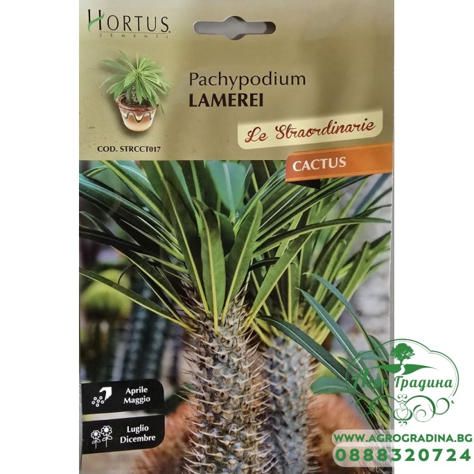 Мадагаскарска палма (Pachypodium lamerei) Мадагаскарска палма (Pachypodium lamerei)