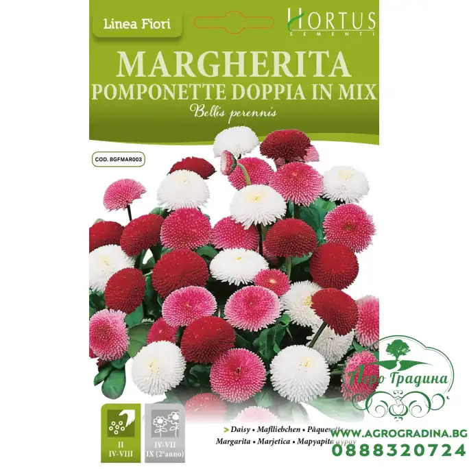 Парички Двойни Помпони Микс Bellis perennis