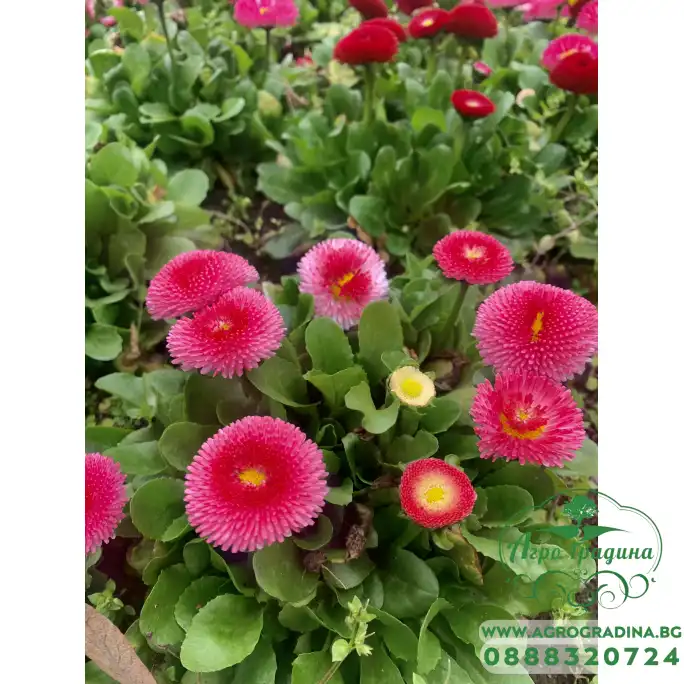 Парички Двойни Помпони Микс Bellis perennis