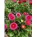Парички Двойни Помпони Микс Bellis perennis – Саксийни и градински цветя