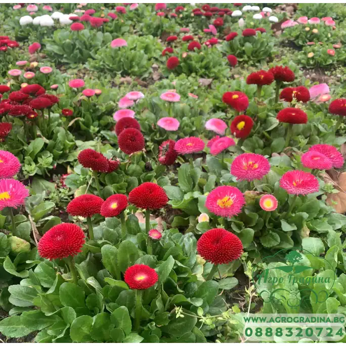 Парички Двойни Помпони Микс Bellis perennis