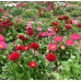Парички Двойни Помпони Микс Bellis perennis – Саксийни и градински цветя