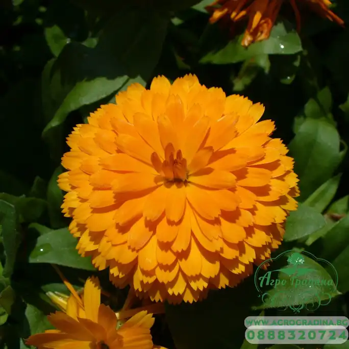 Невен Двоен Микс Calendula officinalis
