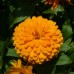 Невен Двоен Микс Calendula officinalis – Саксийни и градински цветя