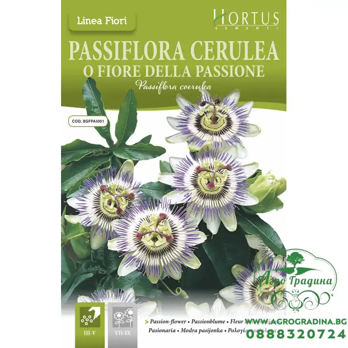 Синя Пасифлора Passiflora Cerulea