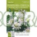 Пасифлора / Passiflora Cerulea
