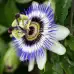 Синя Пасифлора Passiflora Cerulea