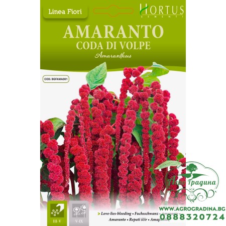 Амарант Лисича опашка / Amaranthus