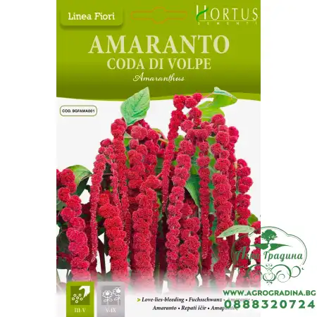 Амарант Лисича опашка Amaranthus