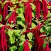 Амарант Лисича опашка Amaranthus