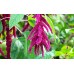 Амарант Лисича опашка Amaranthus – Екзотични цветя