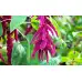 Амарант Лисича опашка Amaranthus – Екзотични цветя