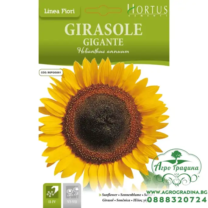 Слънчоглед Жълт Гигант Helianthus annuum