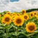 Слънчоглед Жълт Гигант Helianthus annuum – Саксийни и градински цветя