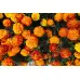Тагетес Френски Джудже Микс Tagetes patula-erecta