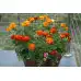 Тагетес Френски Джудже Микс Tagetes patula-erecta