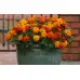 Тагетес Френски Джудже Микс Tagetes patula-erecta