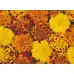 Тагетес Френски Джудже Микс Tagetes patula-erecta