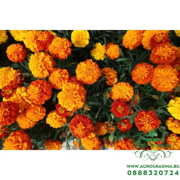 Тагетес Френски Джудже Микс Tagetes patula-erecta