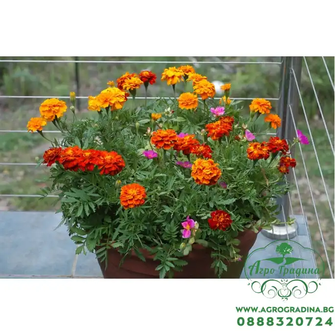 Тагетес Френски Джудже Микс Tagetes patula-erecta