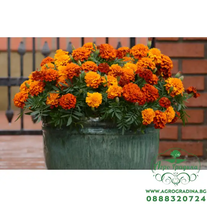 Тагетес Френски Джудже Микс Tagetes patula-erecta