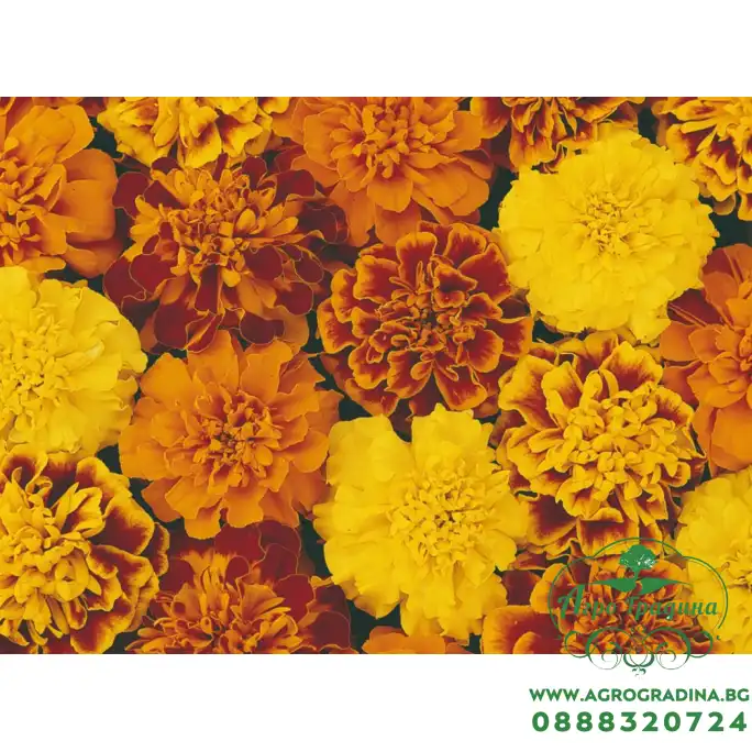 Тагетес Френски Джудже Микс Tagetes patula-erecta