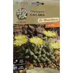 Титанопсис (Titanopsis calcarea)