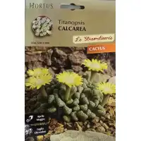 Титанопсис (Titanopsis calcarea)