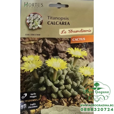 Титанопсис (Titanopsis calcarea)