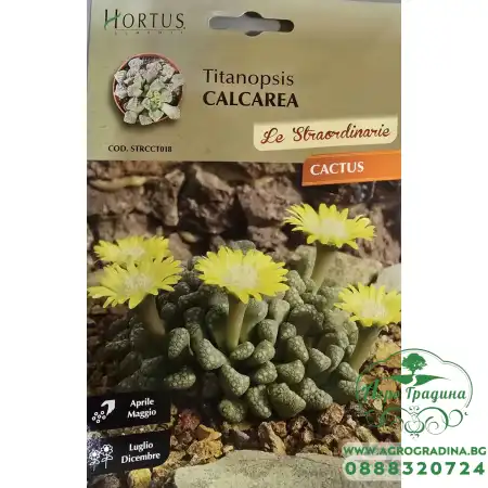 Титанопсис (Titanopsis calcarea)