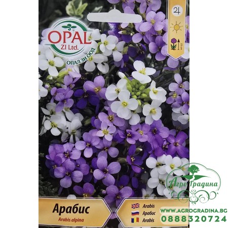 Арабис Arabis alpina