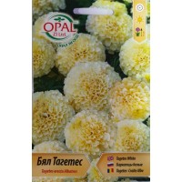 Бял Тагетес / Tagetes erecta Albatros