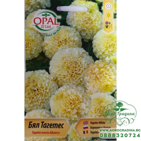 Бял Тагетес / Tagetes erecta Albatros