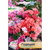 Годеция Микс Godetia grandiflora