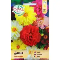 Далия (Гергина) Ниска Dahlia variabillis