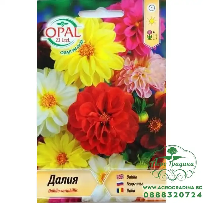 Далия (Гергина) Ниска Dahlia variabillis Далия (Гергина) Ниска Dahlia variabillis