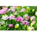 Иберис Микс Iberis umbellata