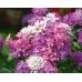 Иберис Микс Iberis umbellata