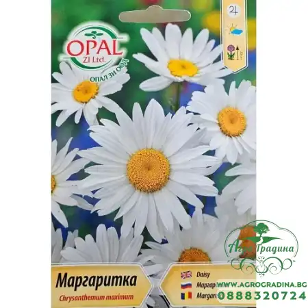 Маргаритка Chrysanthemum maximum