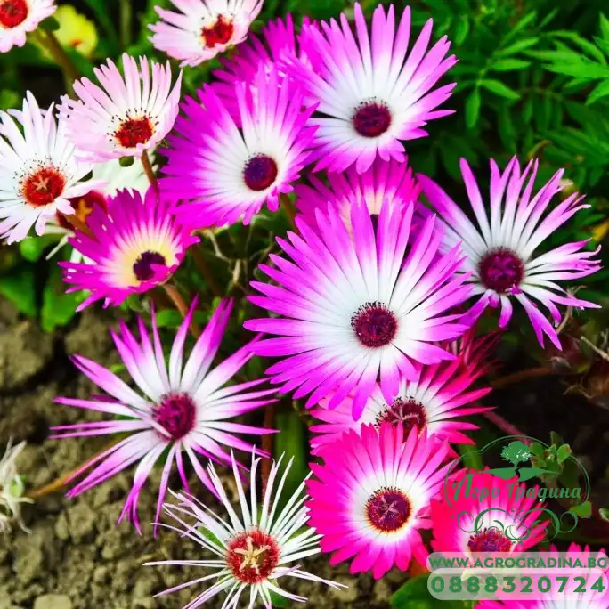 Месембриантемум Mesembryanthemum criniflorum